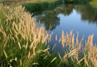 Landimpression mit grssern und Wasser